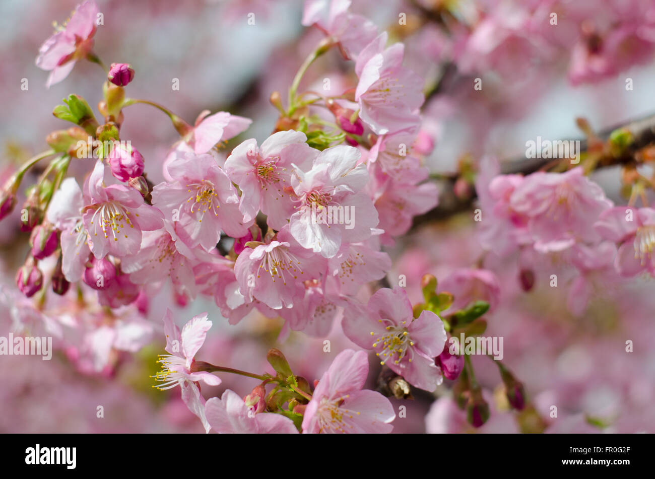 Hermosos Árboles De Cerezo Flor Plena Floración En La Primavera Temprana De  Primavera. Flor Rosa Sakura Sakura En El Jardín Japonés Con La Hierba Verde  . Fotos, retratos, imágenes y fotografía de