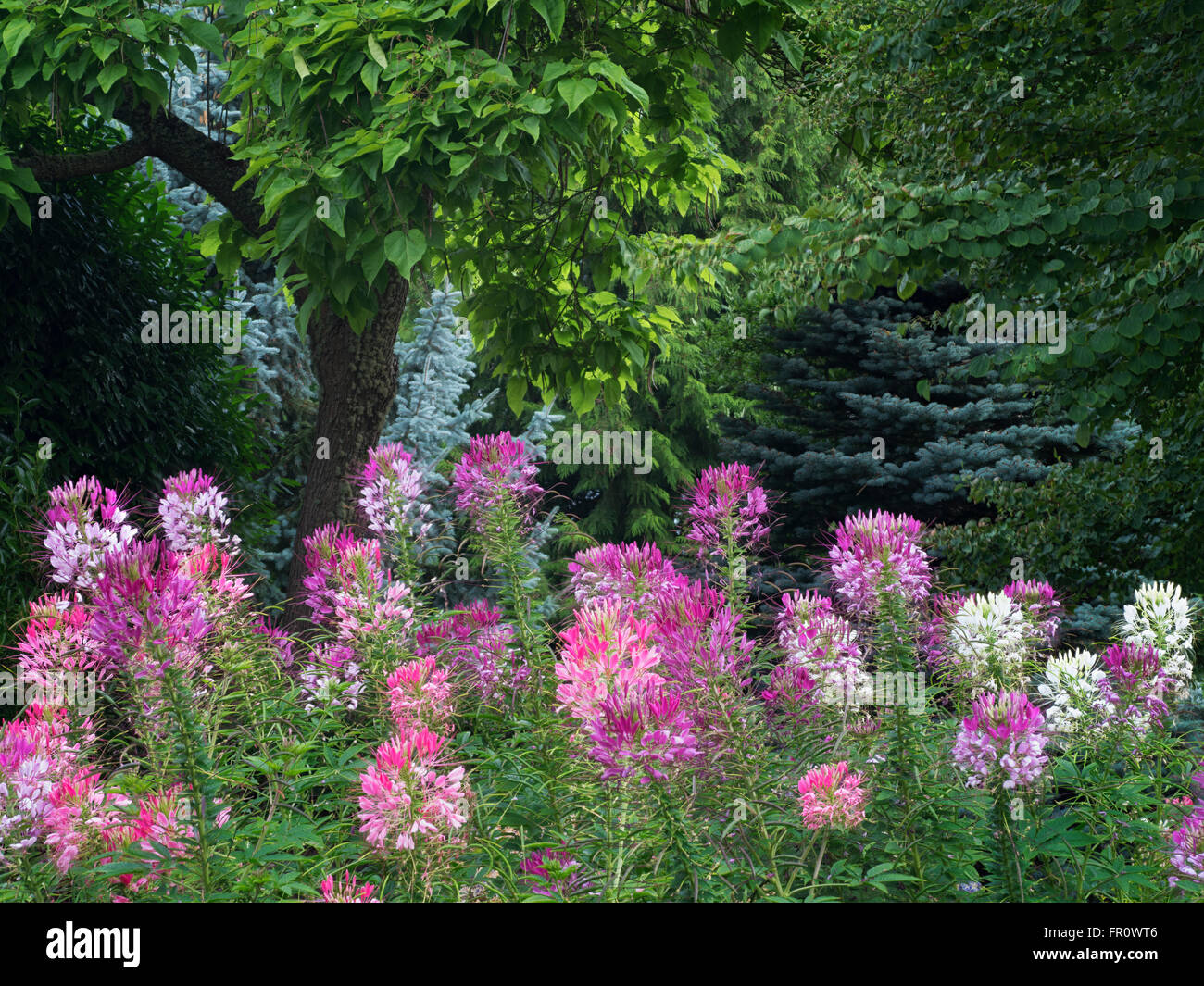 Cleome Bengala Blush flores. Jardín de Oregon, Silverton, Oregon Foto de stock