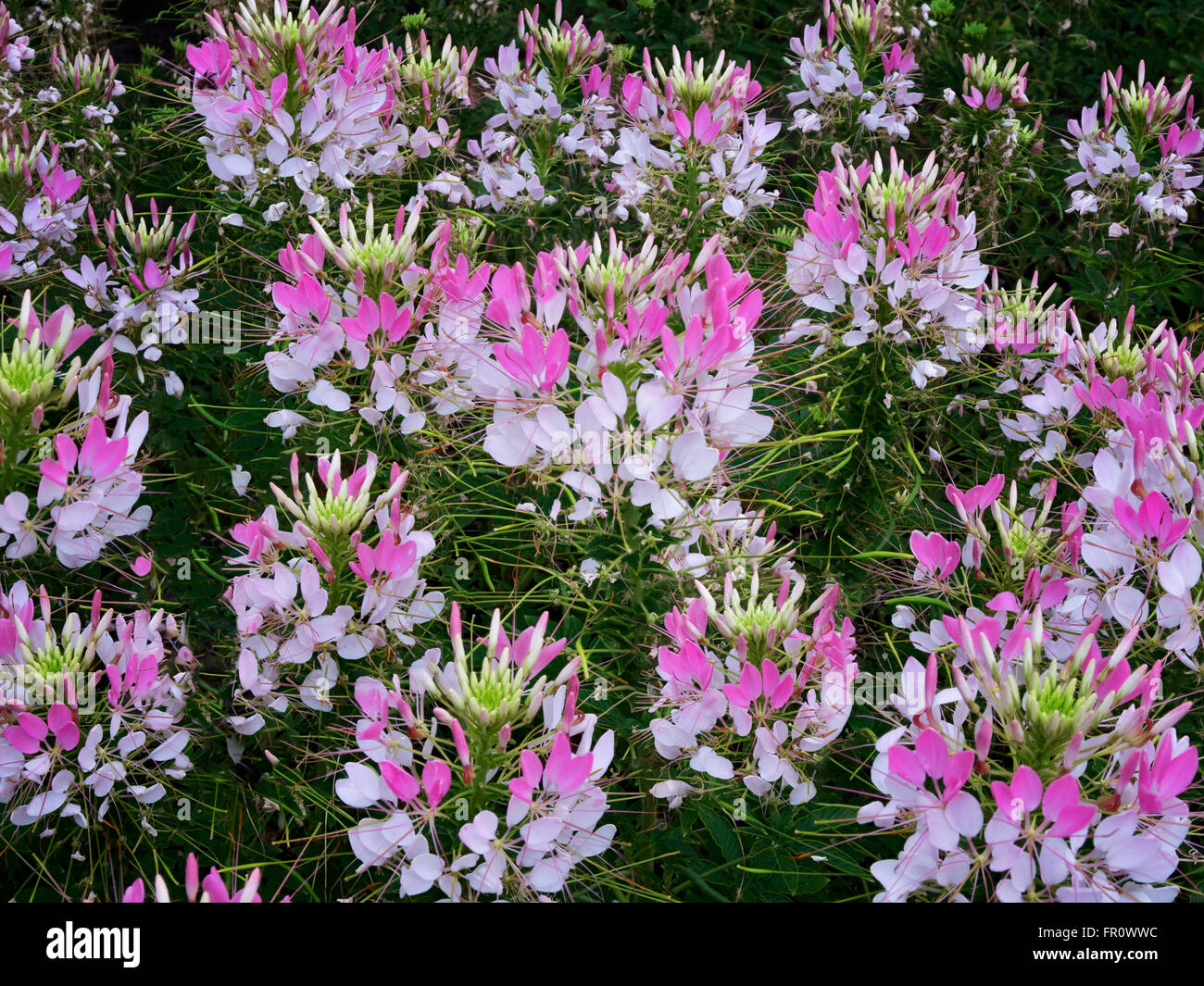 Cleome Bengala Blush flores. Jardín de Oregon, Silverton, Oregon Foto de stock