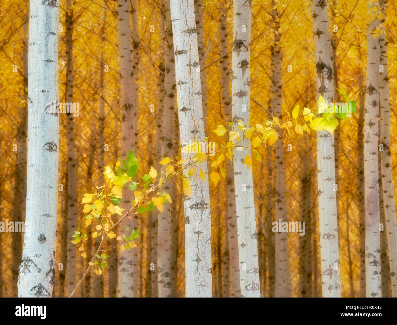 Pacific Albus (Poplar) Tree Farm, Boardman Tree Farm, Oregón Foto de stock