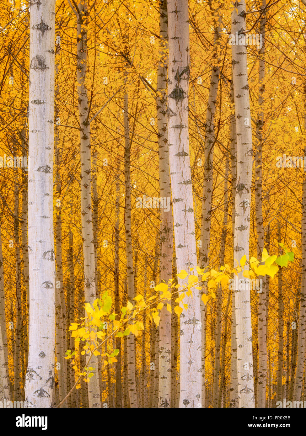 Pacific Albus (Poplar) Tree Farm, Boardman Tree Farm, Oregón Foto de stock