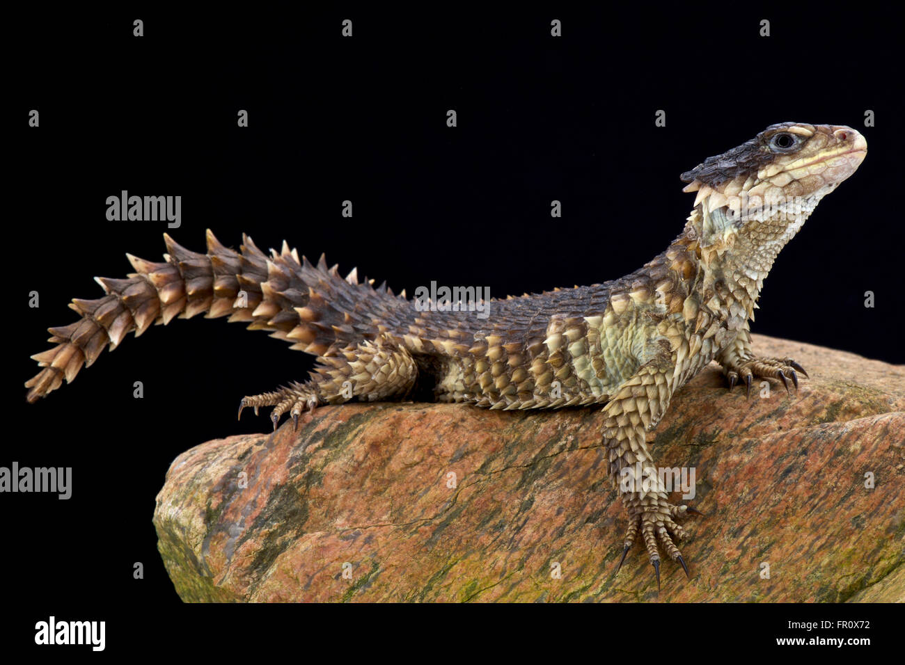 Sungazer (Smaug giganteus Fotografía de stock Alamy