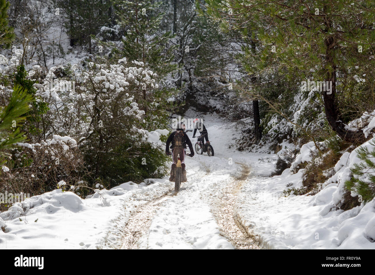 Motocicletas cabalgatas en el bosque en invierno, con nieve Foto de stock