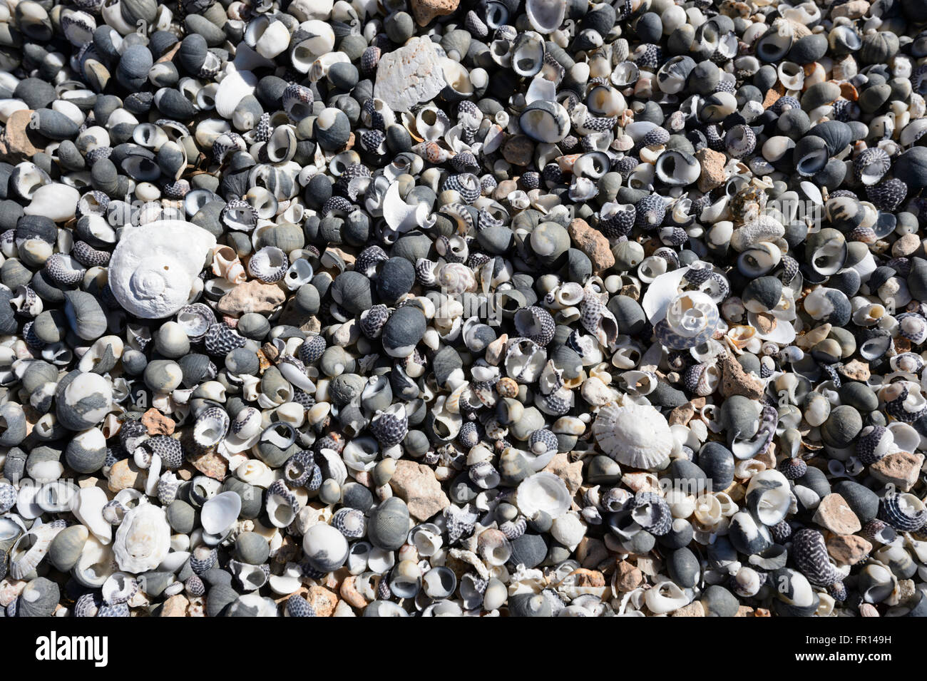 Conchas en la playa, en Australia del Sur Foto de stock