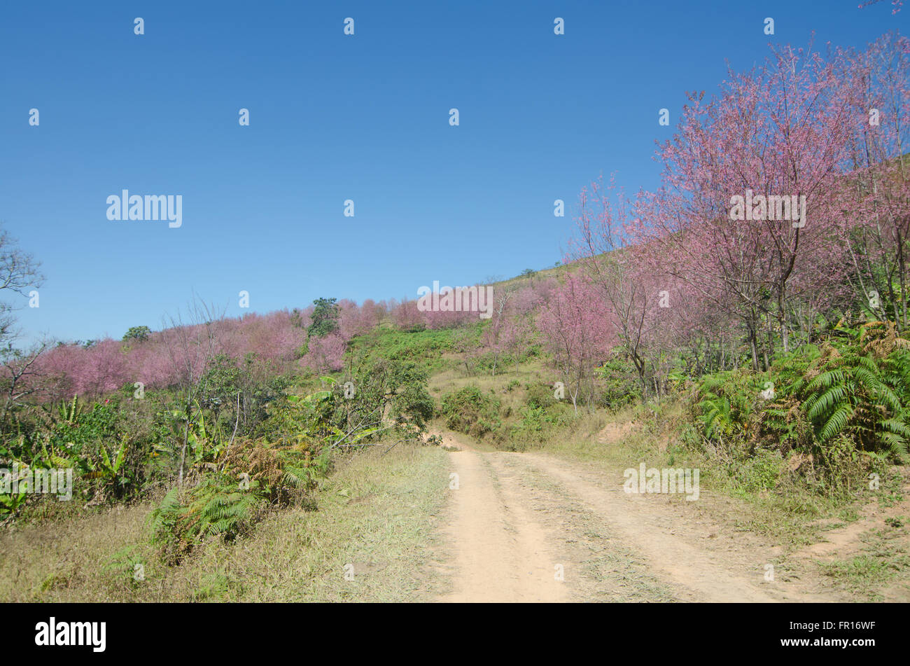 Wild Cherry Tree del Himalaya en Phu lomlo en Loei, Tailandia Foto de stock