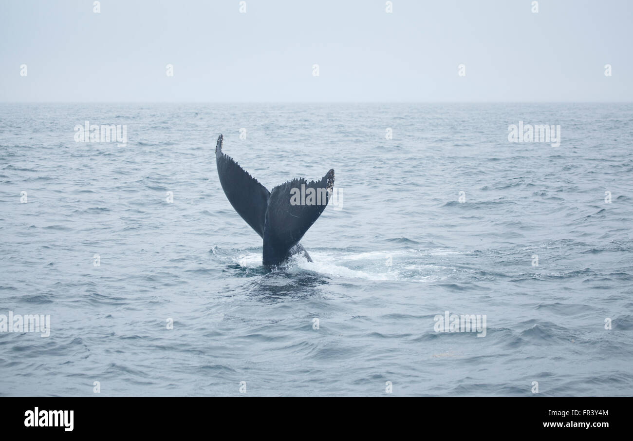 Cola de ballena jorobada Bay Ocean Wildlife mar ballenas observación de la naturaleza marina de agua splash mamíferos vida animal salvaje endangere aleta azul Foto de stock