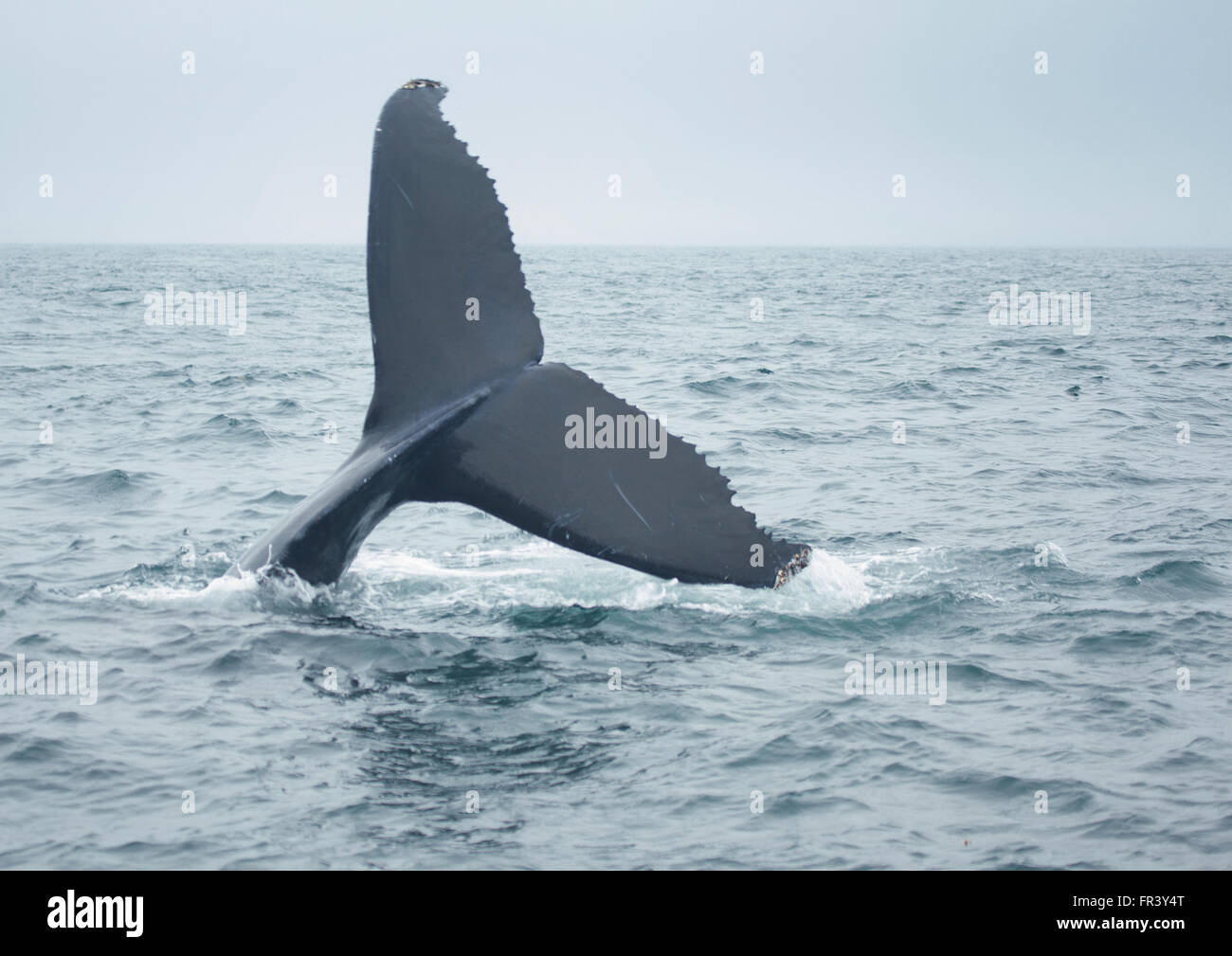 Cola de ballena jorobada buceando en el océano Foto de stock