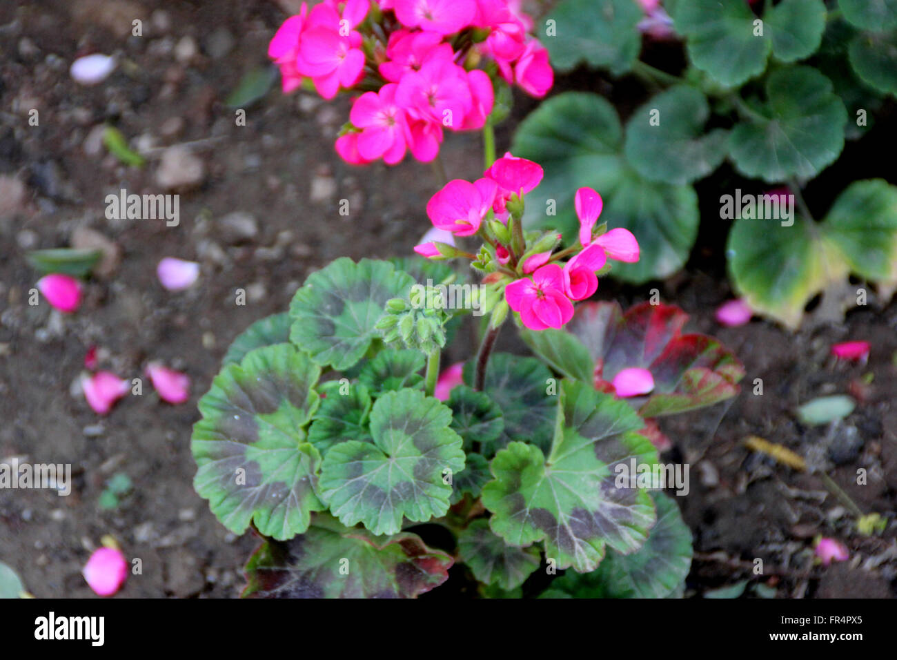 Pelargonium zonale, geranio, jardín pequeño arbusto ornamental con hojas cordiformes redondeado circular con parches de color púrpura rojizo Foto de stock