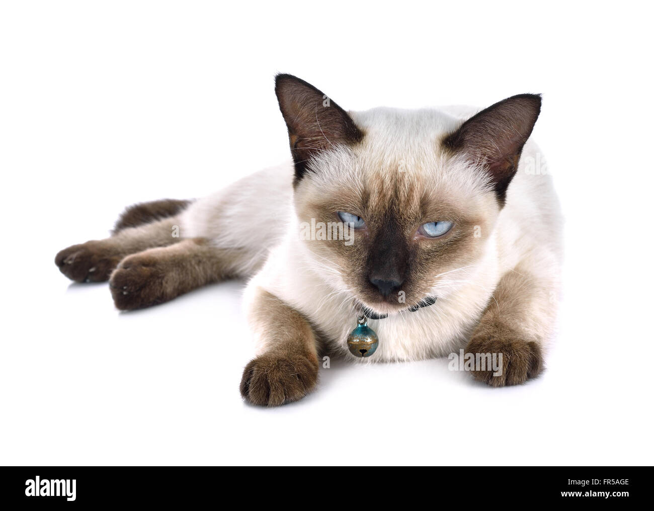 Retrato de marrón gato aislado sobre fondo blanco. Foto de stock