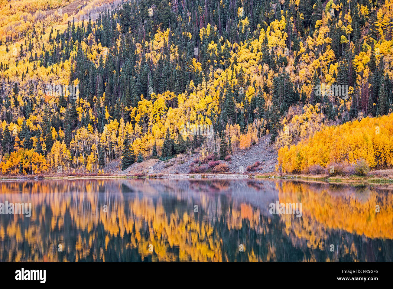 Reflejo de Amarillo otoño los árboles en la ladera en el tranquilo lago, Lago cristalino, Ouray, Colorado, Estados Unidos Foto de stock