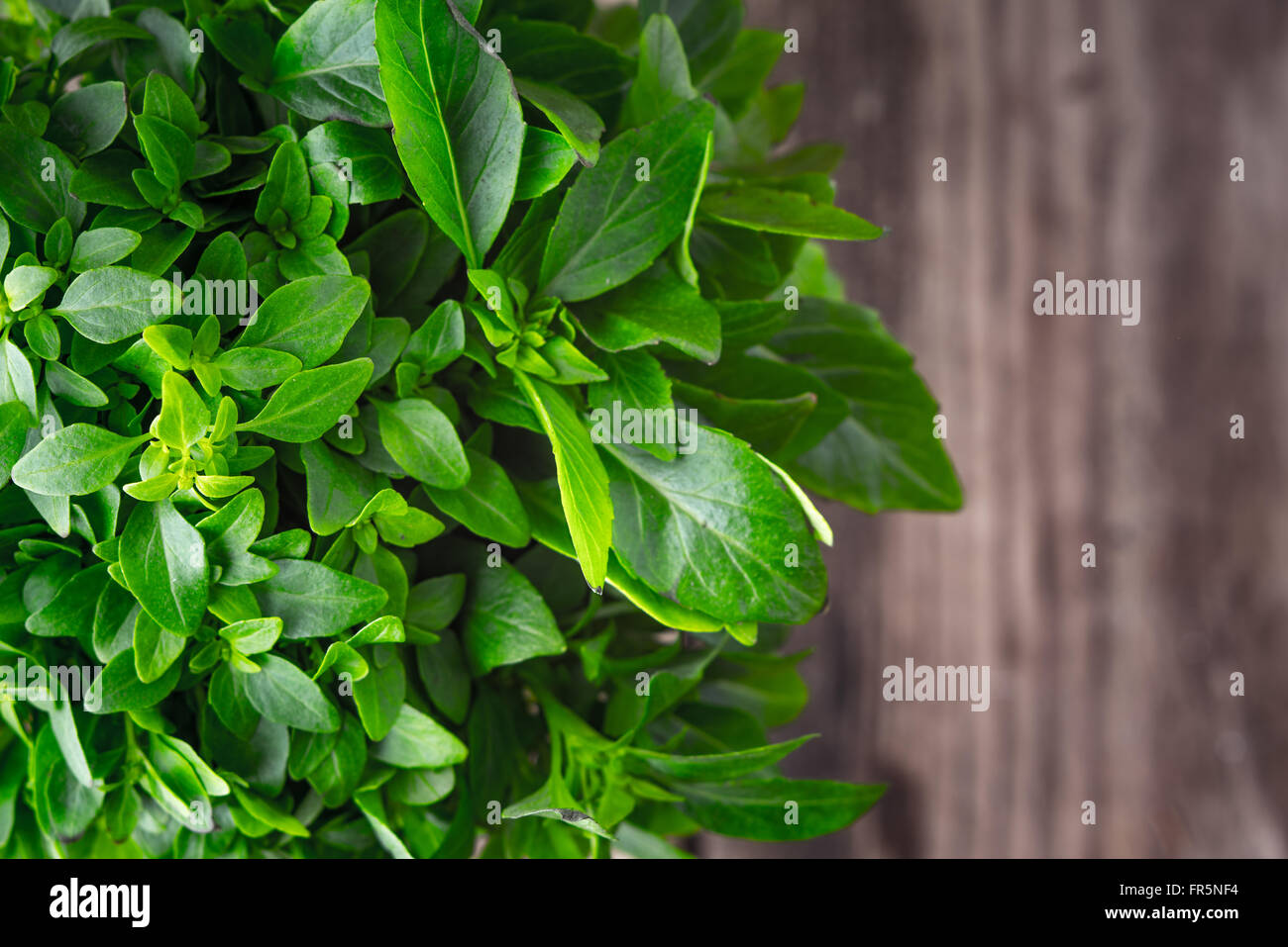 Las hojas de albahaca sobre un fondo de madera horizontales borrosa Foto de stock