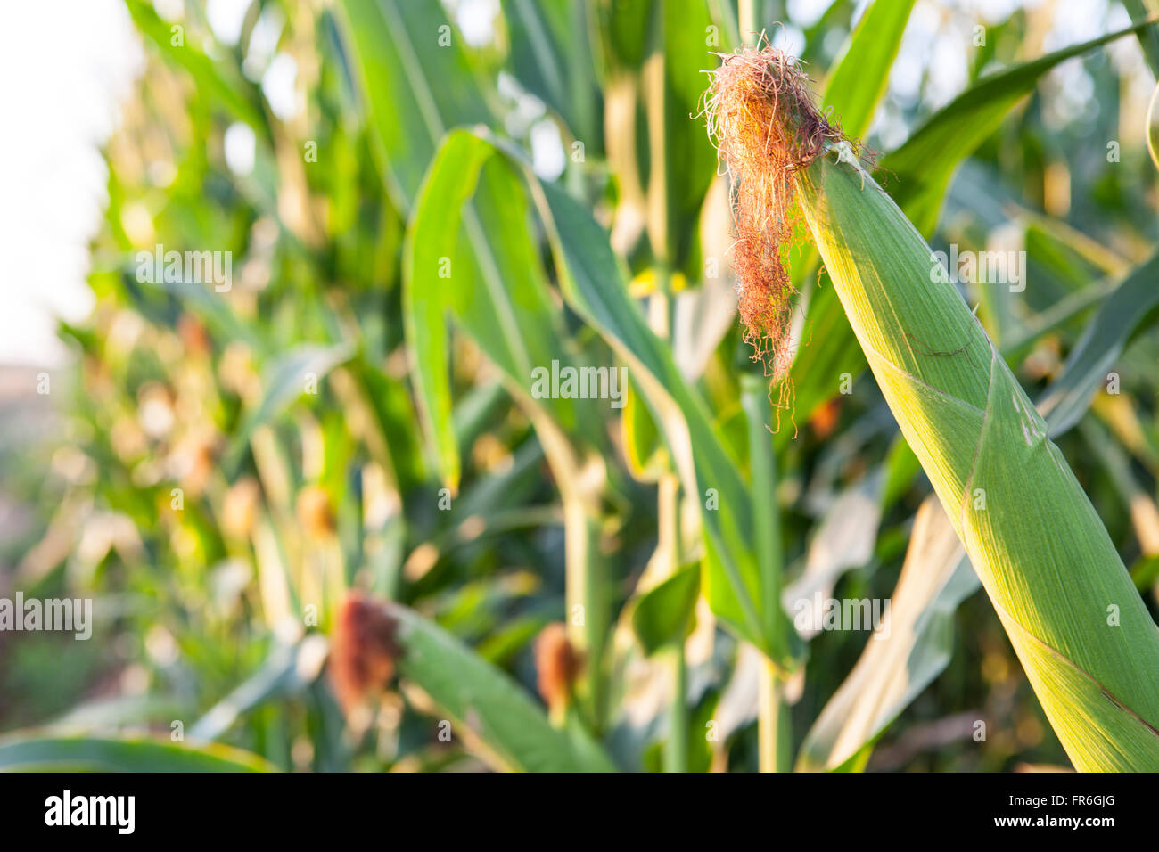 Campo de maíz verde creciendo st sunset, Badajoz, España Foto de stock