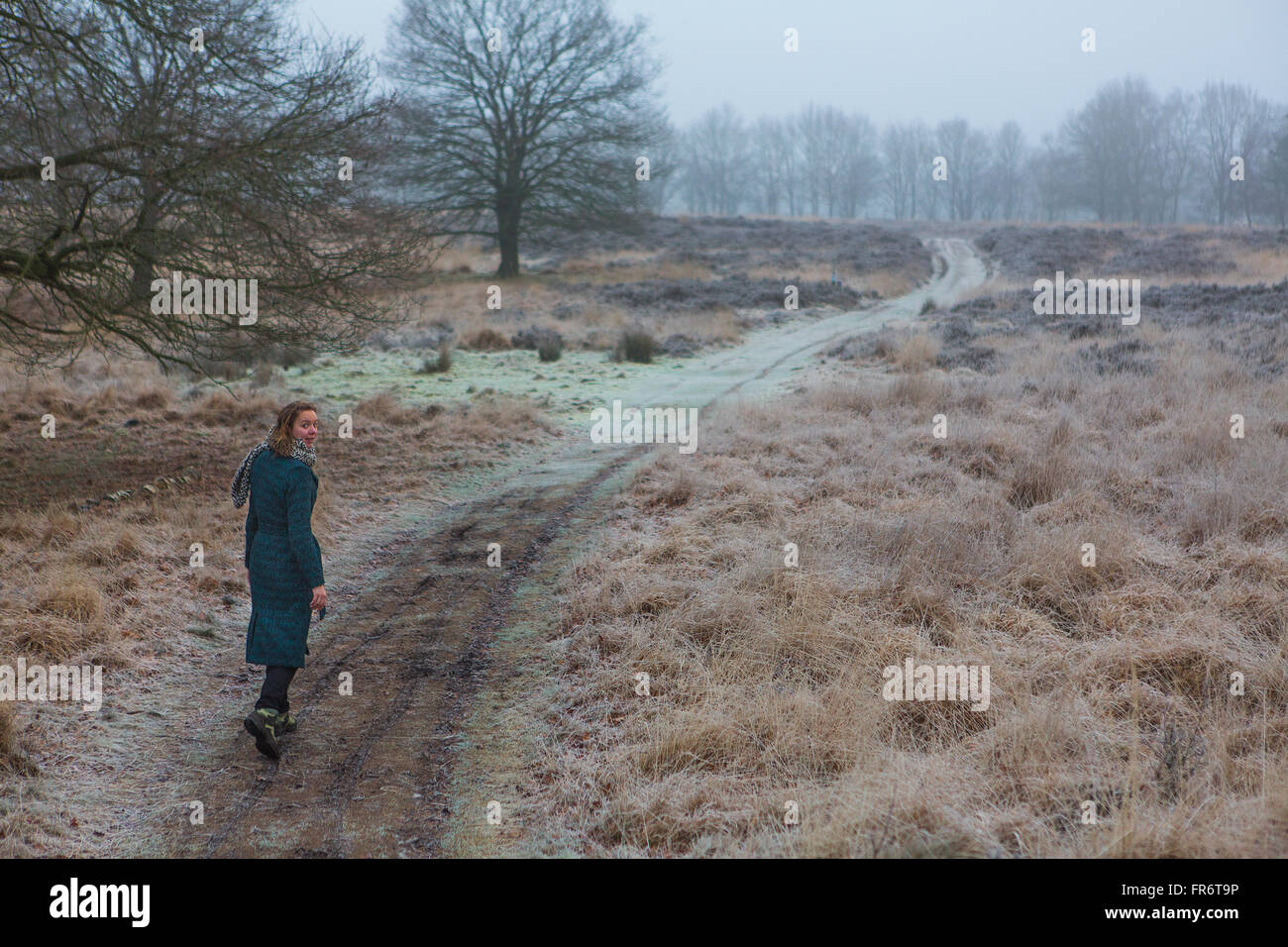 Caminando a través de brezales en Holanda Foto de stock