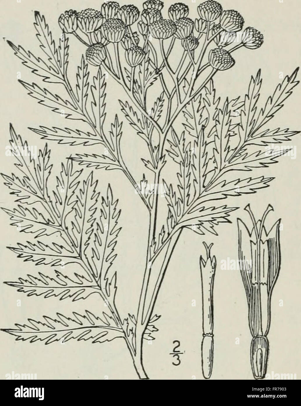 Un ilustrado de la flora del norte de Estados Unidos, Canadá y las posesiones británicas - desde Terranova hasta el paralelo de la frontera sur de Virginia y desde el océano Atlántico hacia el oeste para Foto de stock