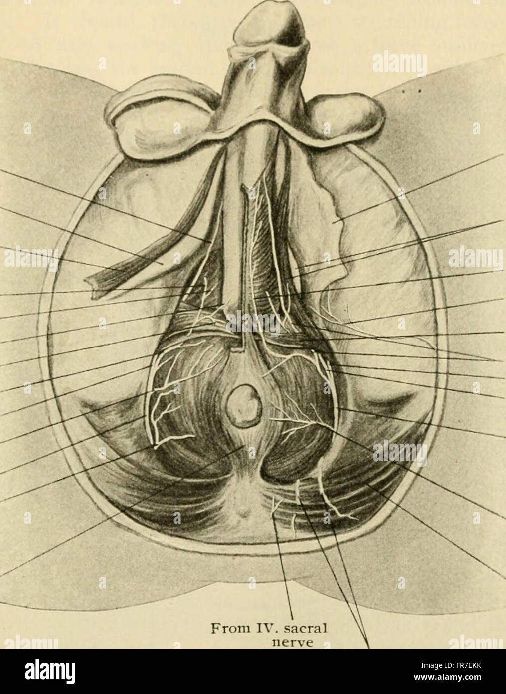 Anatomía Humana, entre ellas la estructura y el desarrollo y las consideraciones prácticas (1911) Foto de stock