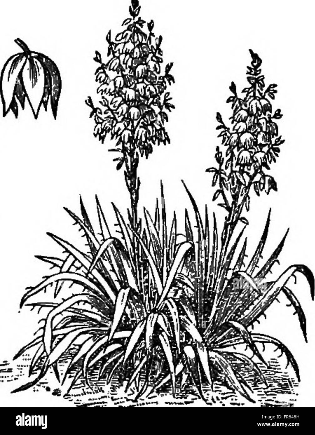 Los elementos de botánica abrazando organography, histología, fisiología vegetal, botánica sistemática y la botánica económica junto con un completo glosario de términos botánicos (1883) Foto de stock