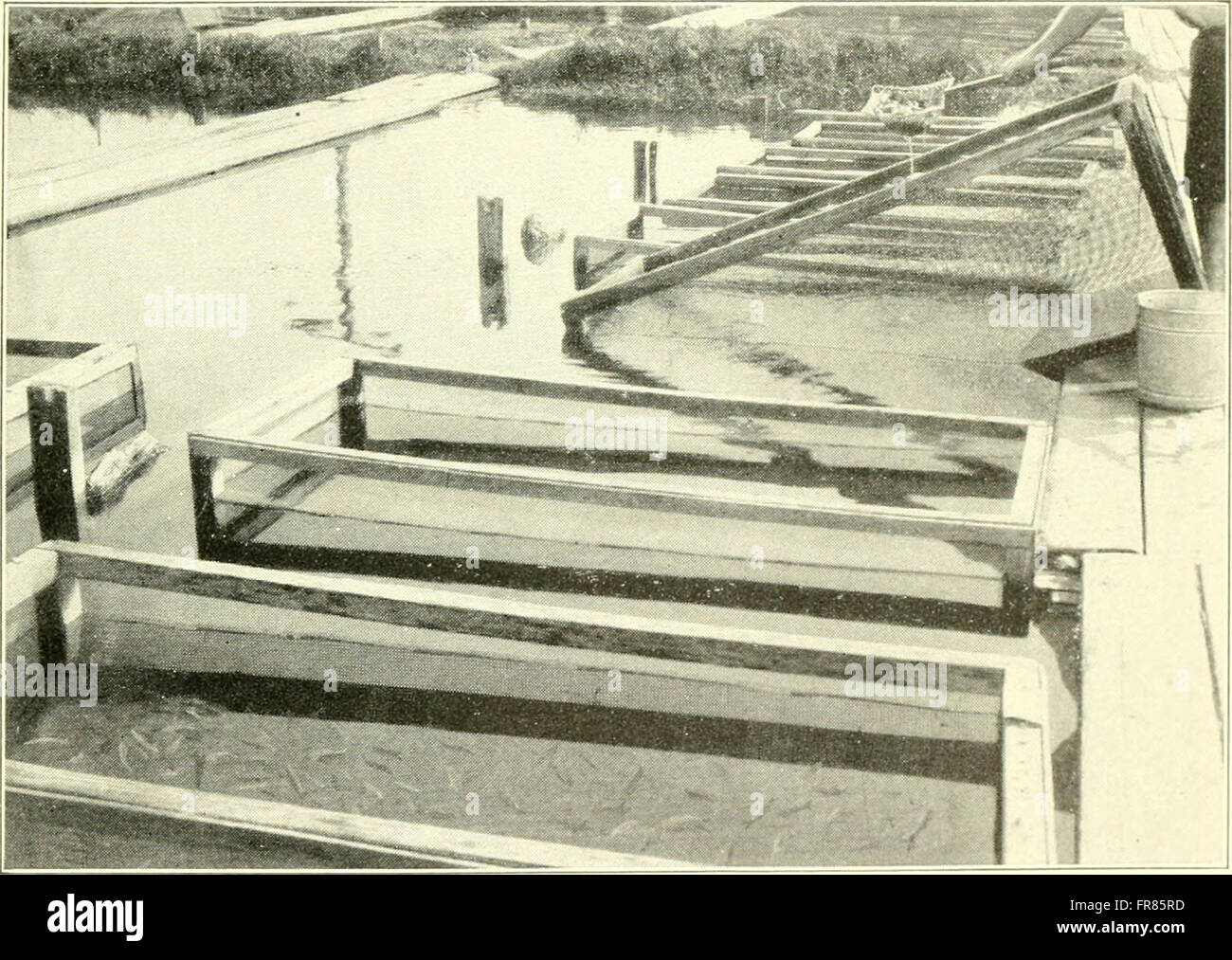 El acuario completo libro; el cuidado y la crianza de peces dorados y