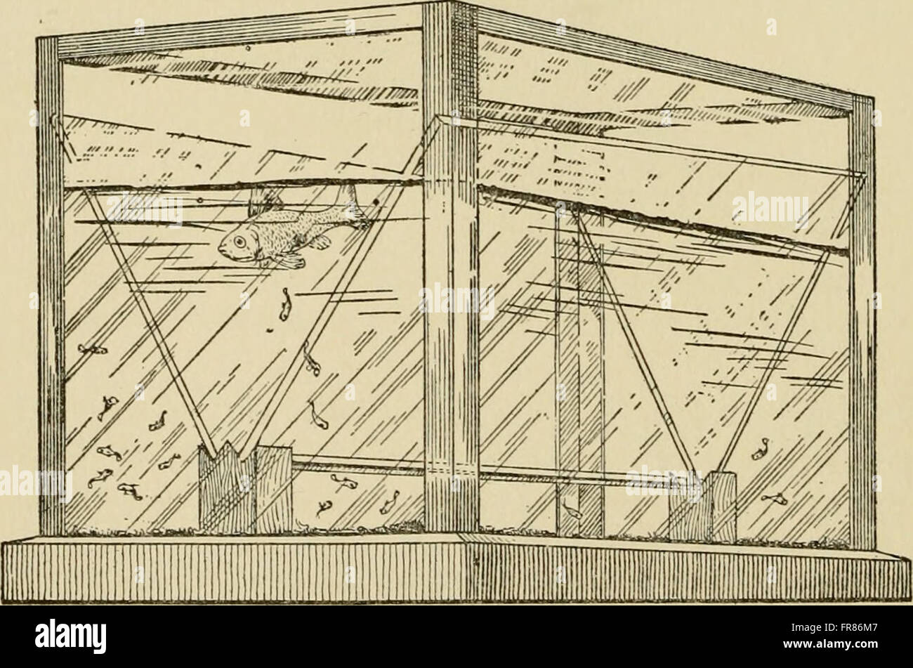 El acuario completo libro; el cuidado y la crianza de peces dorados y