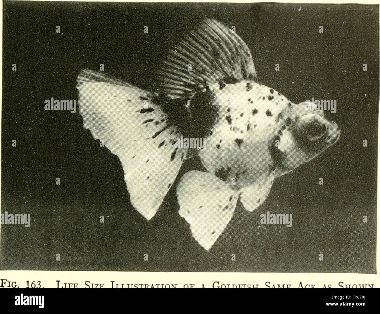 El acuario completo libro; el cuidado y la crianza de peces dorados y