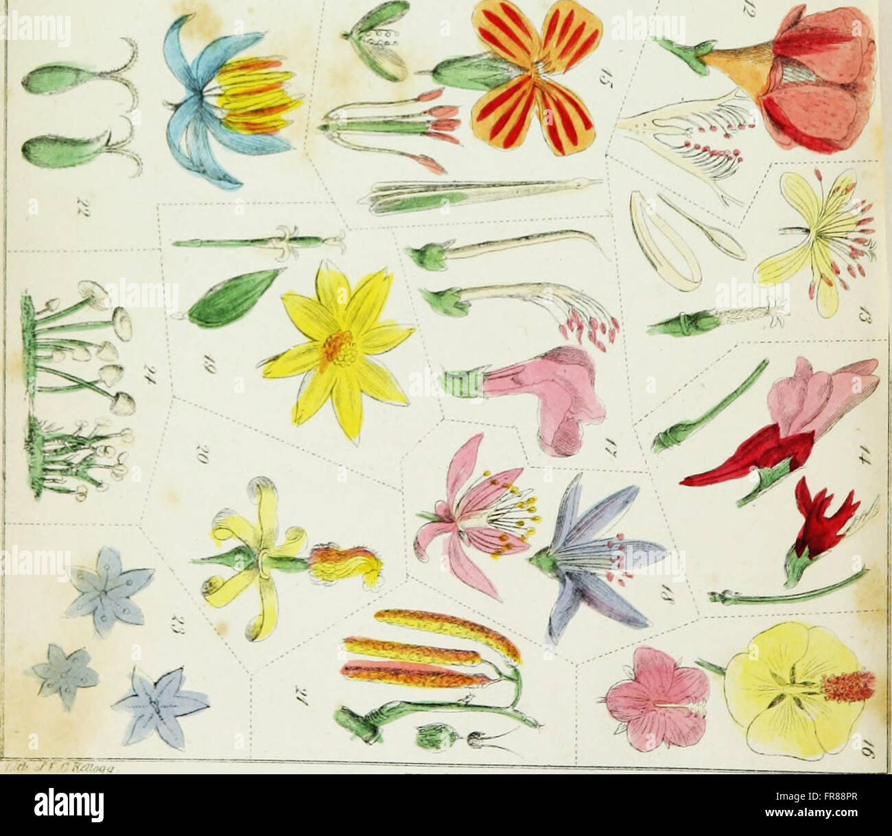 La familia flora y materia medica botanica, conteniendo el análisis de