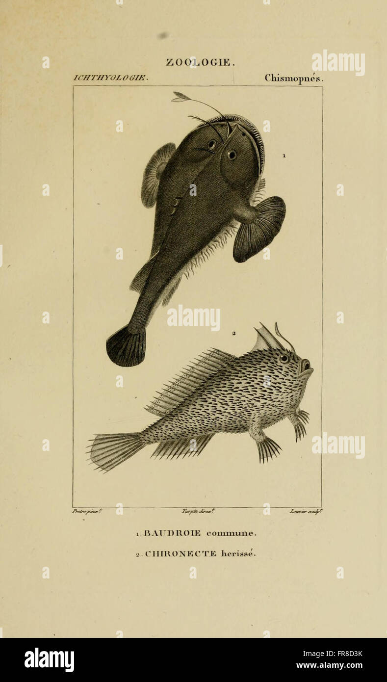 Dictionnaire des Sciences Naturelles (Ichthyologie, Pl. 60) Foto de stock