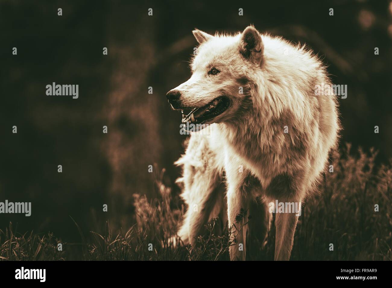 Alfa blanco Lobo. Gradación de color sepia oscuro. Lobo adulto. Foto de stock