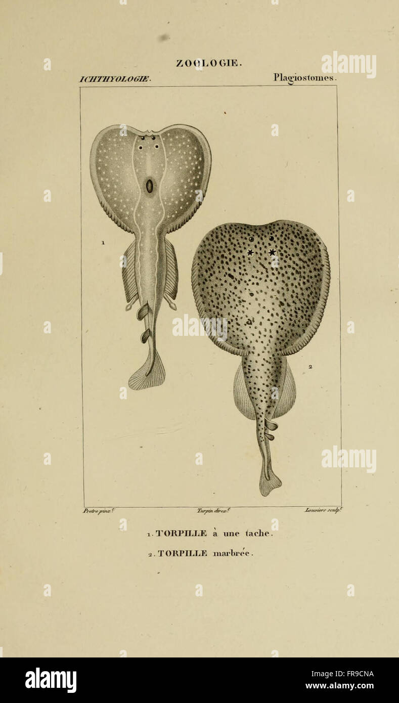 Dictionnaire des Sciences Naturelles (Ichthyologie, Pl. 70) Foto de stock
