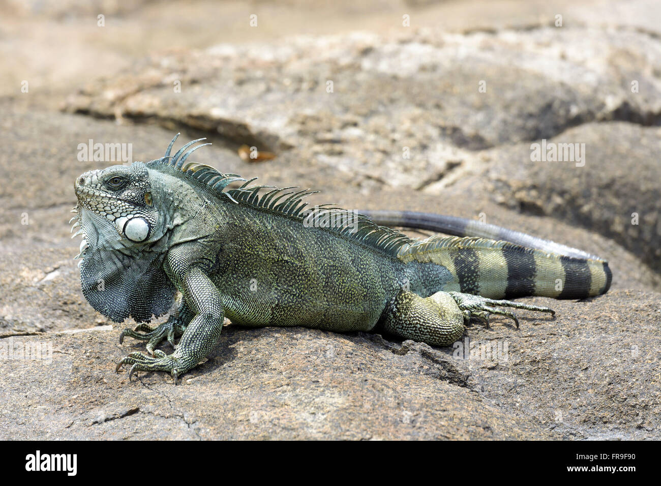 Iguana verde asoleándose en piedra Foto de stock