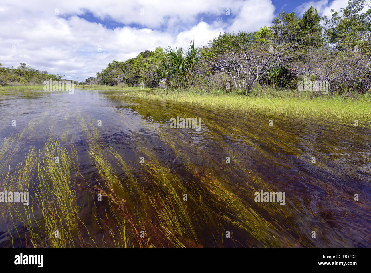 Área inundada con vegetación acuática en el Parque Nacional Los Parques  Nacionales Viruá Fotografía de stock - Alamy