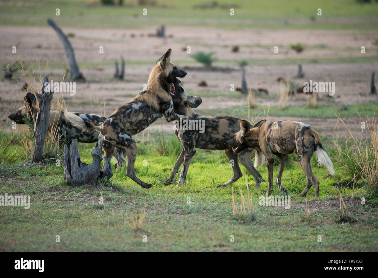 África Zambia South Luangwa National Park Mfuwe Cachorros De Perro Salvaje Africano Jugando 