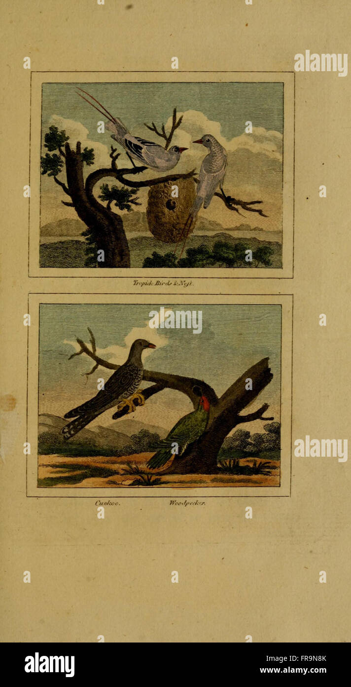 Historia natural de aves, peces, insectos y reptiles Foto de stock
