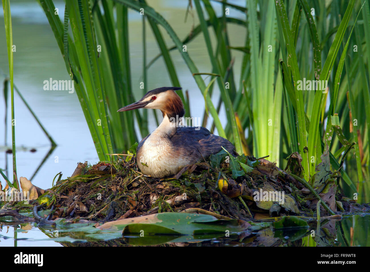 Somormujo lavanco (Podiceps cristatus) sentado sobre el nido entre las plantas acuáticas en el lago Foto de stock