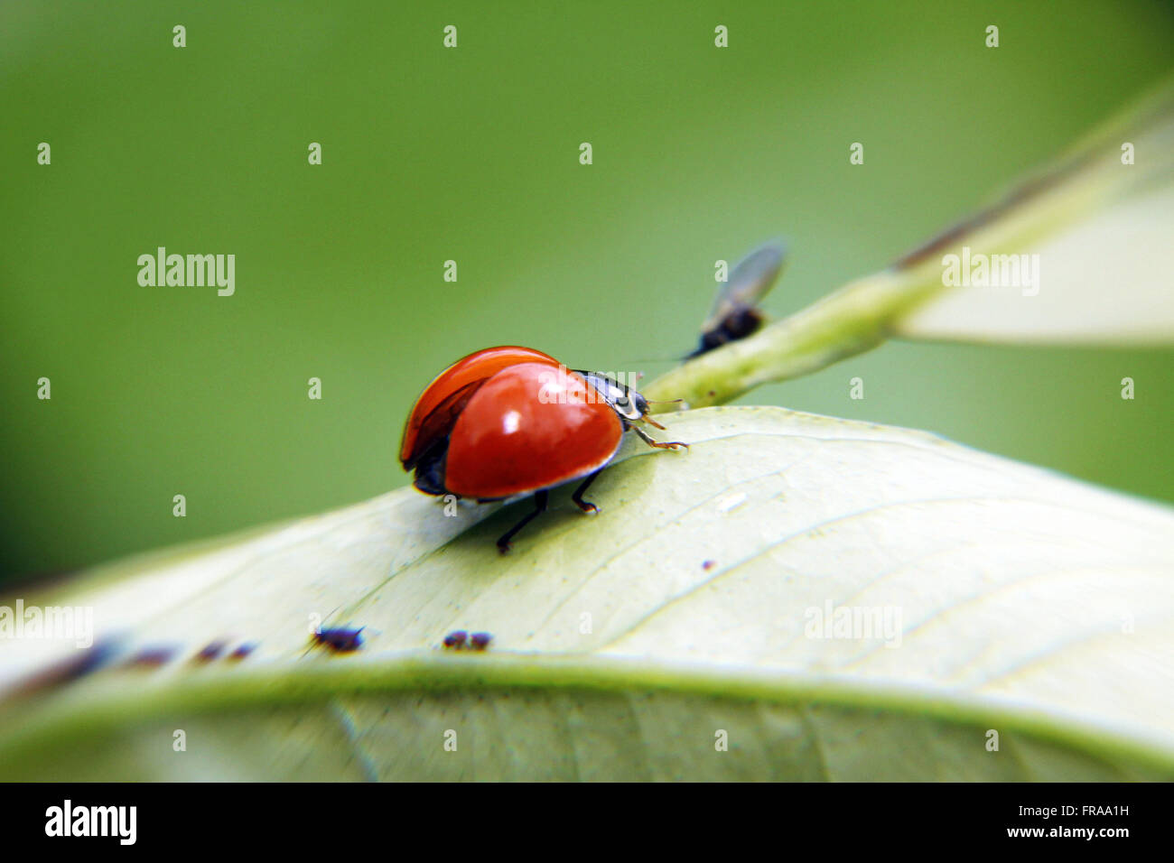 Ladybug con alas abiertas en la hoja Foto de stock