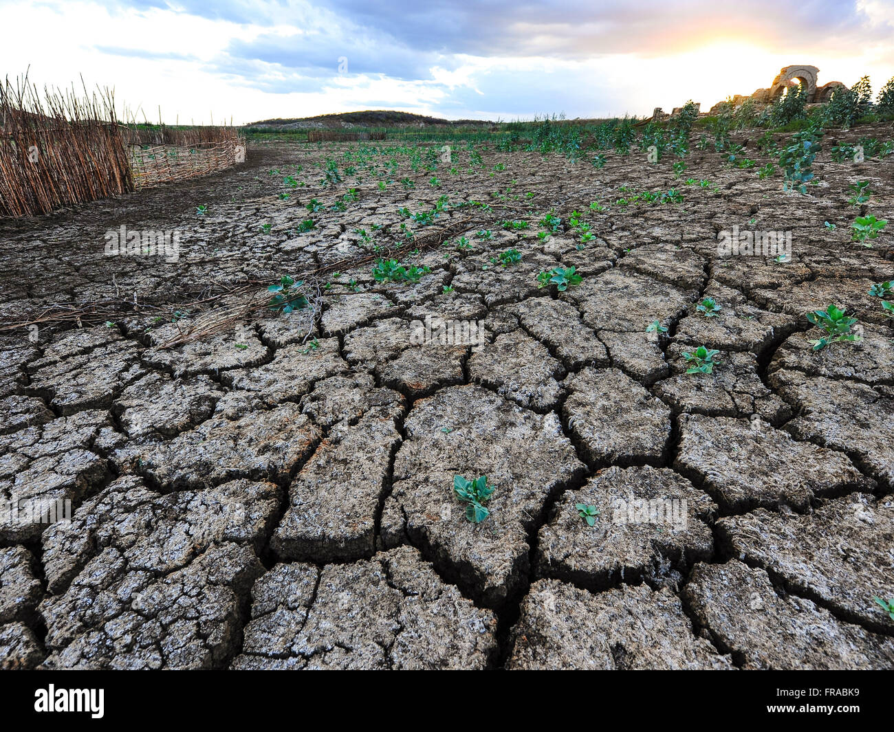 La vegetación crece sobre la tierra seca y agrietada en acude Cocorobó bajo  nivel debido a la sequía Fotografía de stock - Alamy