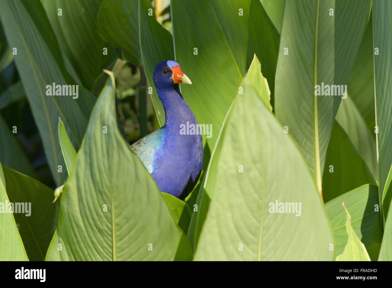 Pollo-de-agua-blue - Porphyrio martinica - especies de aves migratorias Foto de stock
