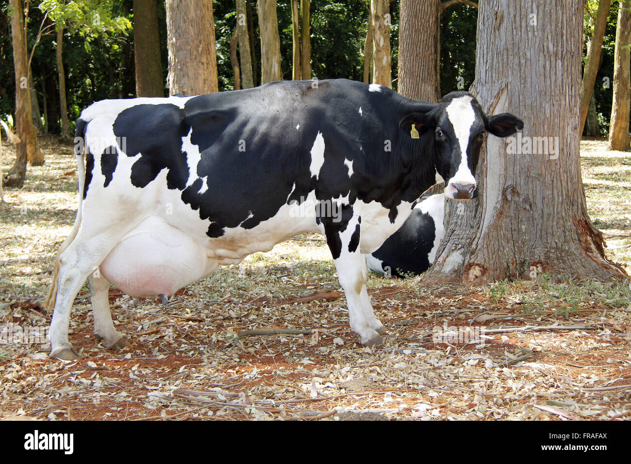 Con la ubre de la vaca holandesa desarrollada en zonas rurales Nao-Me-Toque - RS Foto de stock