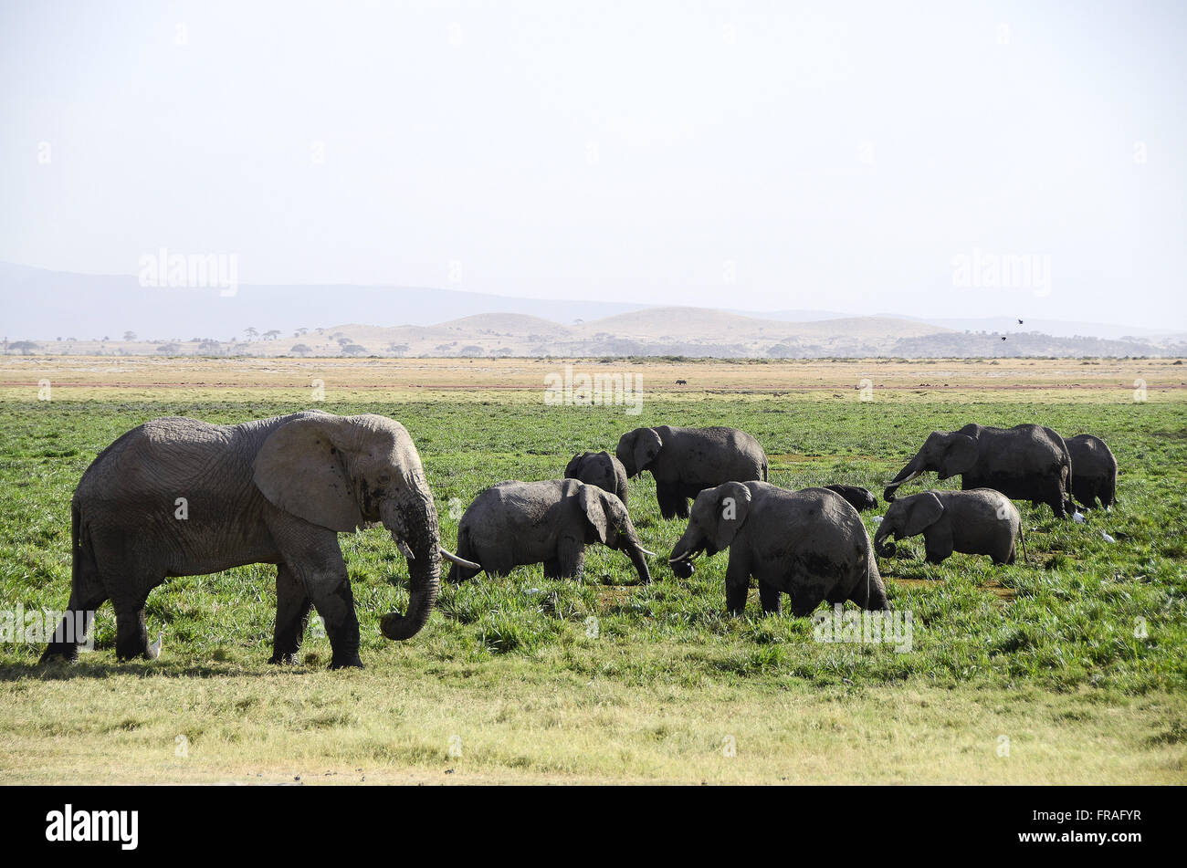 Los elefantes pastando en el pantano del Parque Nacional de Amboseli Foto de stock