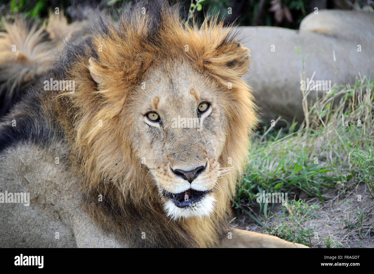 Lion en Reserva Nacional Maasai Mara Foto de stock
