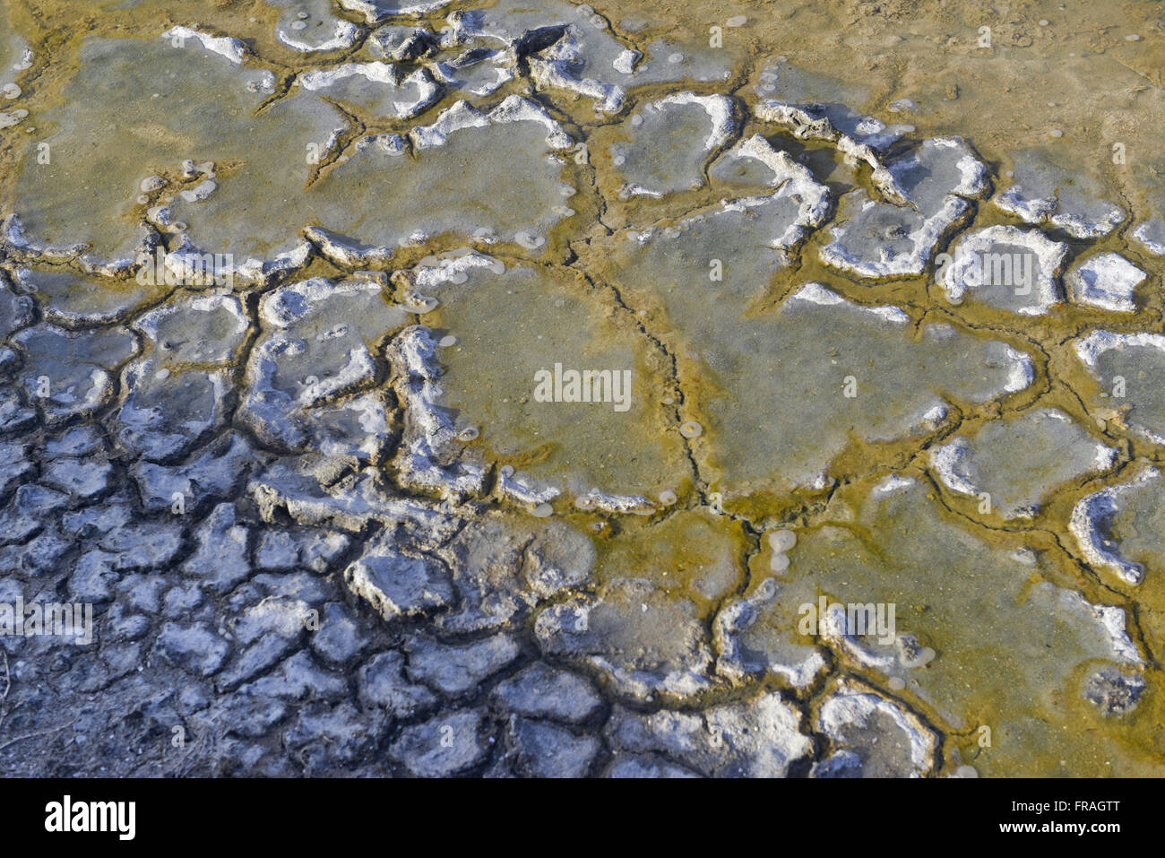 Estromatolitos compuesto de dolomita, carbonato de calcio y magnesio en suero salino en Red Lake Foto de stock