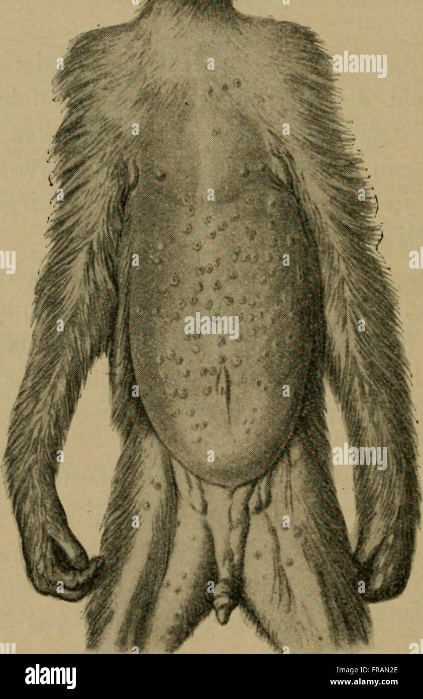 Die vergleichende Pathologie der Haut (1910) Foto de stock