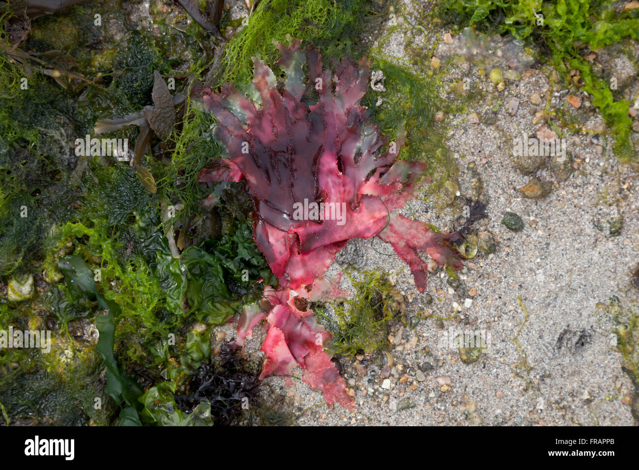 Las algas verdes y rojas en la playa Foto de stock