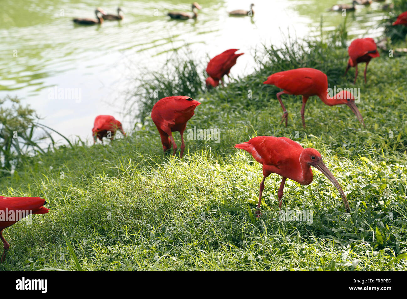 salto Leer Absoluto Guarás en Parque naturalístico Mangal de garzas en el río Guama Fotografía de stock - Alamy salto Leer Absoluto Guarás en Parque naturalístico Mangal de garzas en el río Guama Fotografía de stock - Alamy