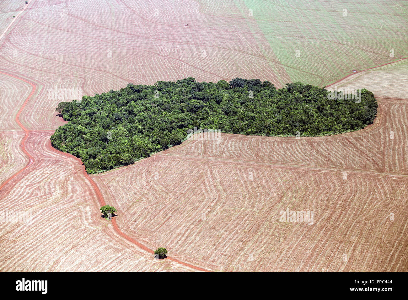 Área de reserva legal y maíz recién plantados en los alrededores Foto de stock