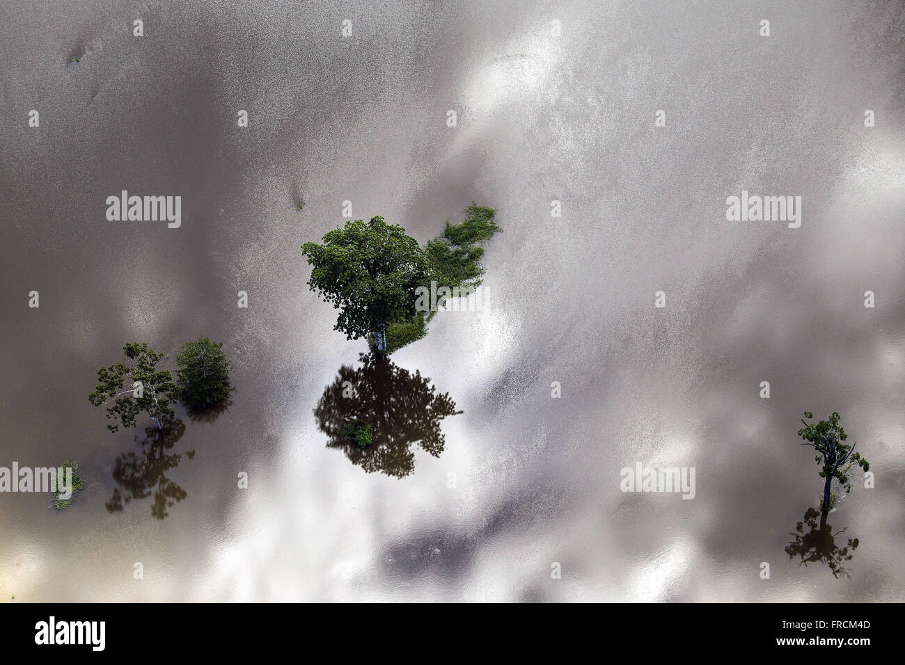 Vista aérea de árvores alagadas durante un cheia do Rio Amazonas Foto de stock