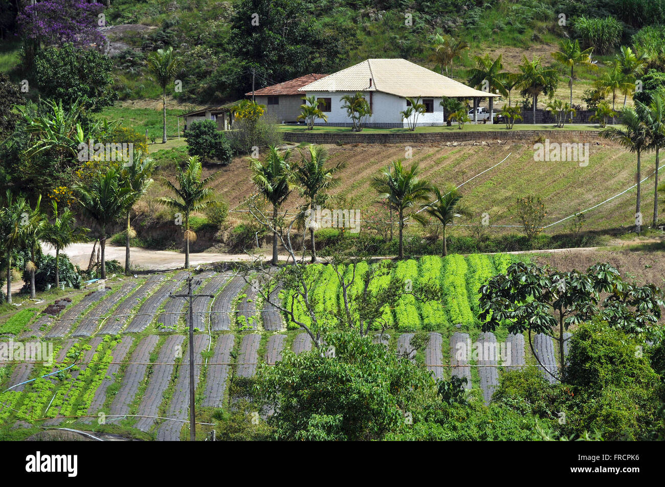 Vista superior de la plantación de vegetación y vida en el campo Foto de stock