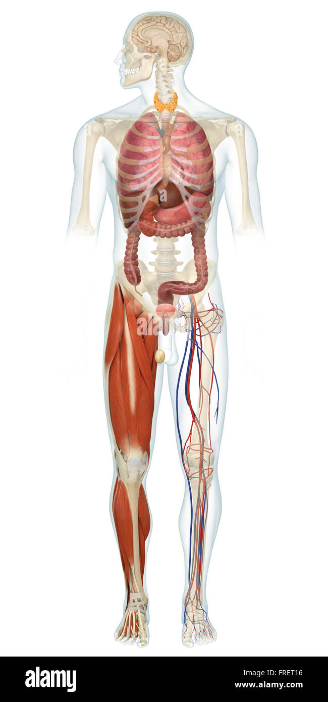 Ilustración del cuerpo humano mostrando las respuestas de estrés endocrina Foto de stock
