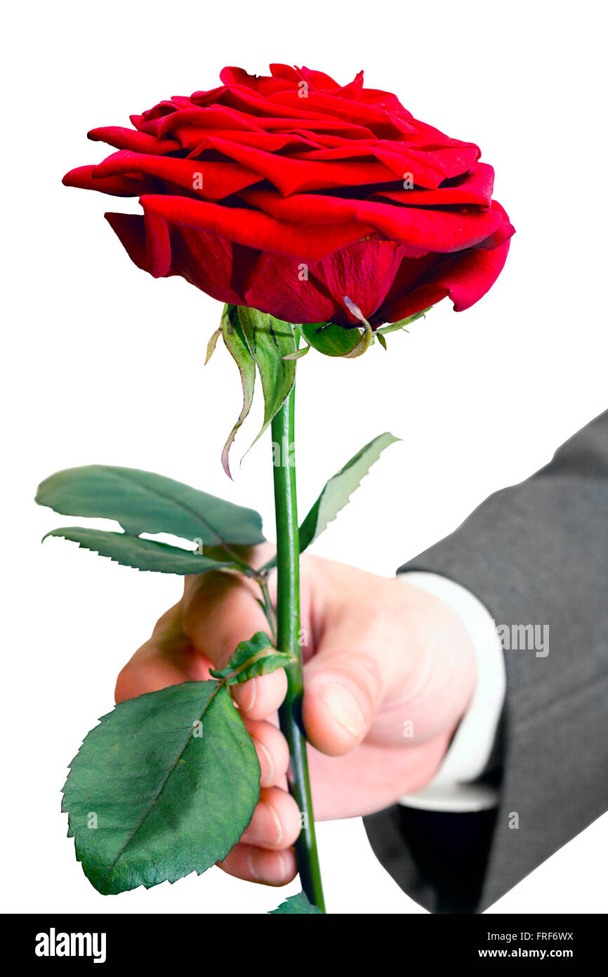 Rosas rojas vivas en el hombre de la mano Fotografía de stock - Alamy