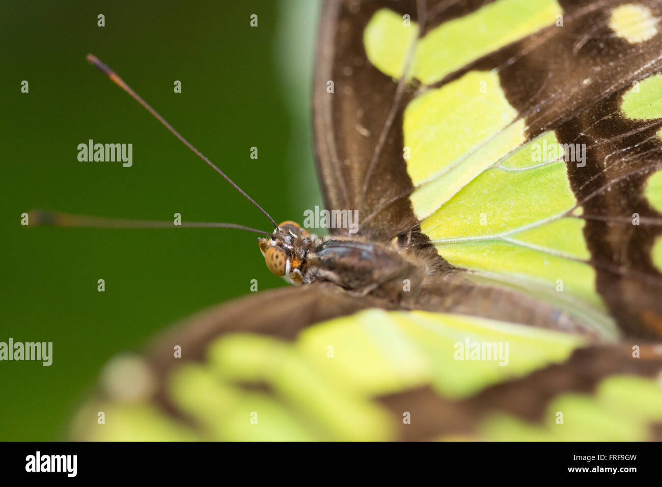 Siproeta Stelenes. Las mariposas de Malaquita. Foto de stock
