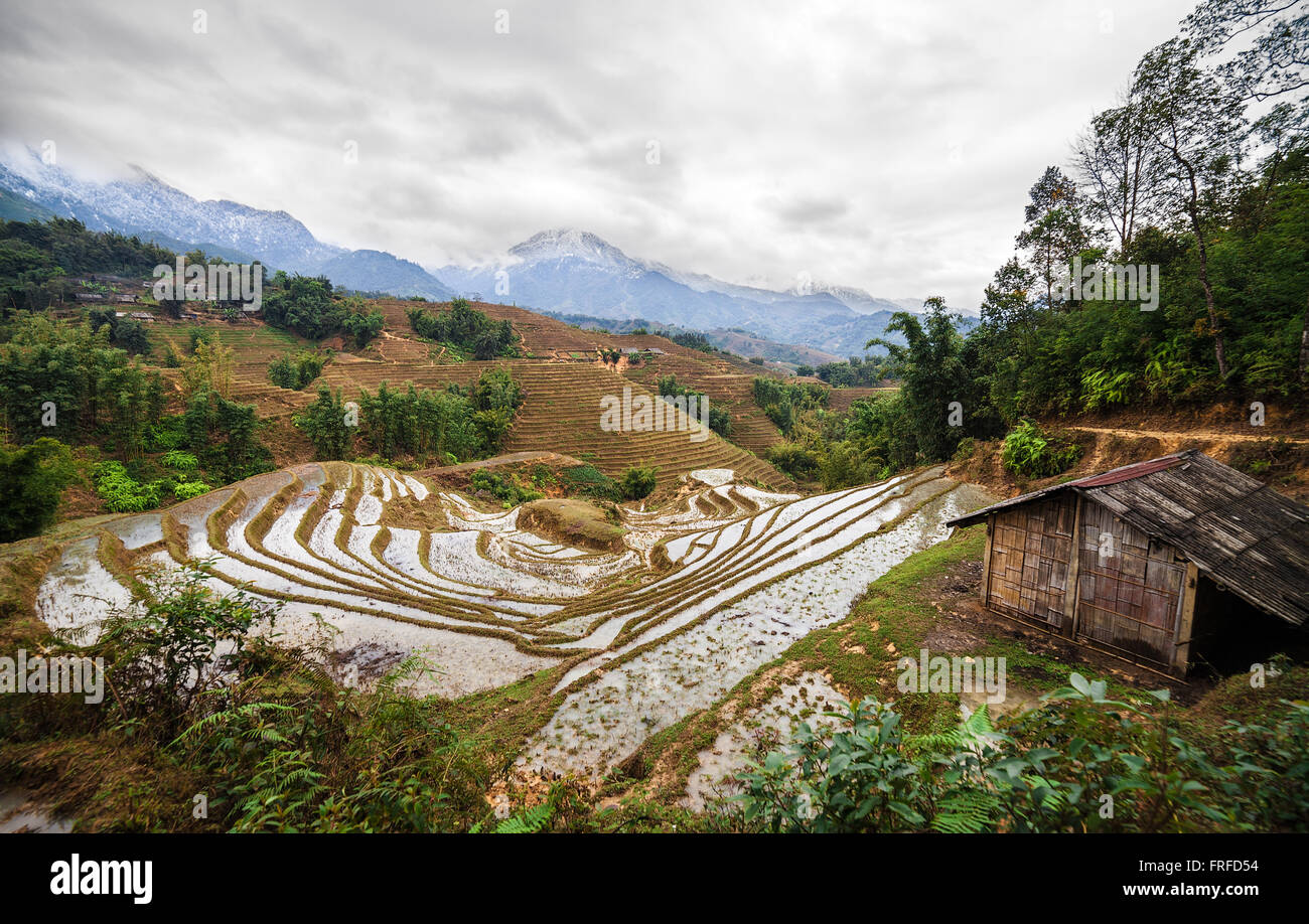 Los campos de arroz en terrazas. Sapa Vietnam Foto de stock