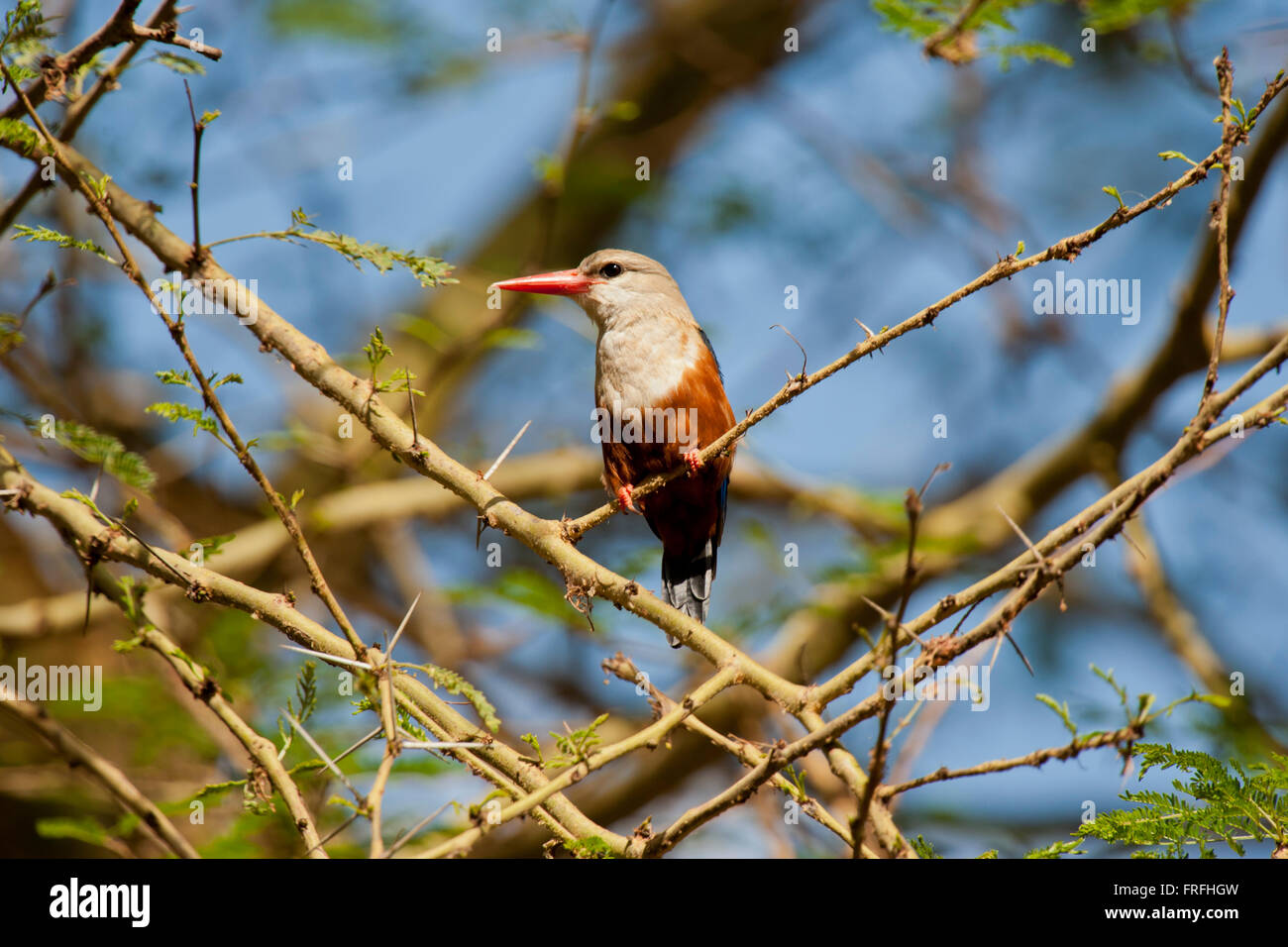 Kingfisher de cabeza gris en una rama en el Parque Nacional Amboseli de Kenia Foto de stock